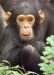 simpanz